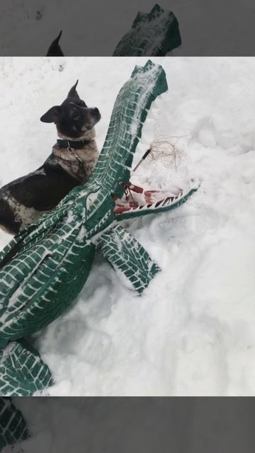 Крокодил собаке друг