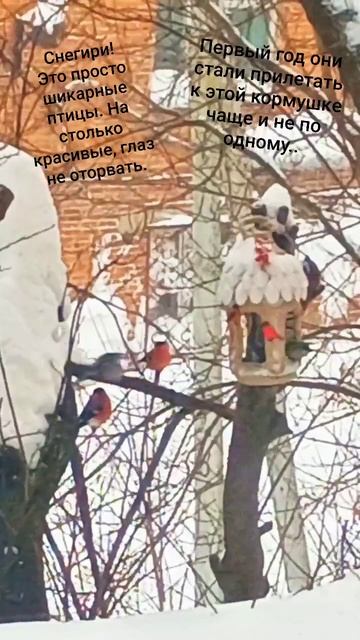 Снегири. Самые шикарные птицы.