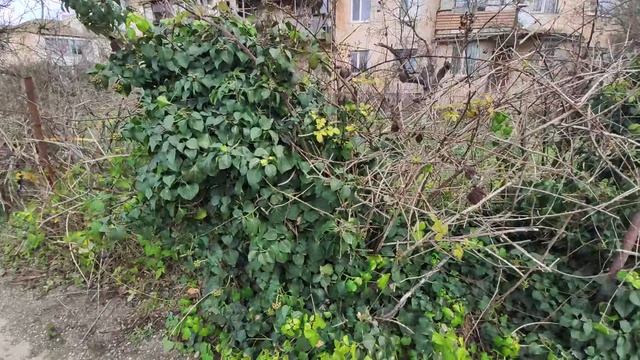 Один из дней города Евпатории | 3 февраля 2021 г | Крым | ХАН БАТОН XAH 6ATOH / VID_20210203_133807 смотреть онлайн