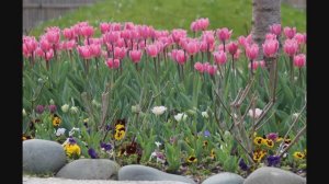 Светлана Резанова - Тюльпаны