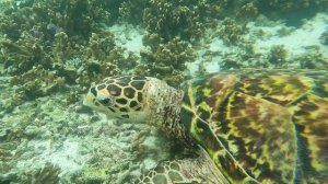 Морская черепашка