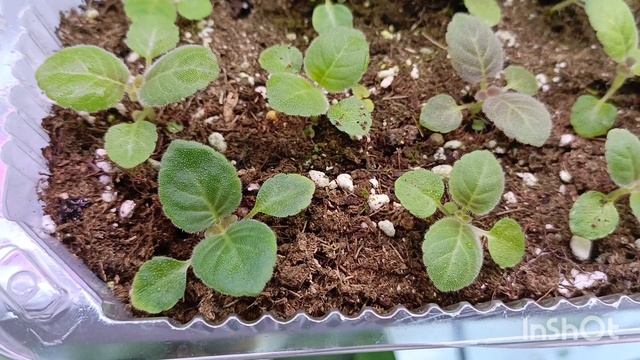 Из личного опыта/ делюсь информацией как сделать так чтоб сеянцы глоксиний росли быстрее 🙏🌿🌿☘️ смотреть онлайн