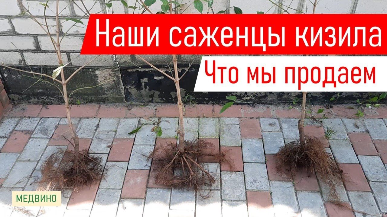 Наши саженцы кизила как выглядят – товар лицом смотреть онлайн