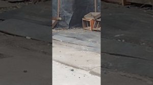 голуби Горловки