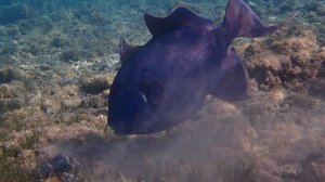Pseudobalistes fuscus – Голубой псевдобалист – Blue-and-gold triggerfish.Макади Бэй.Ноябрь 2025.