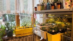 Дачная жизнь в декабре. Готовлю суп, выращиваю хризантемы, гуляю по лесу .