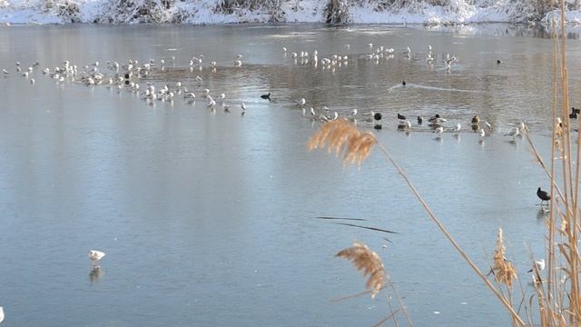 14=01=2026 КМР (7) КРАСНОДАР. КАРАСУН. смотреть онлайн