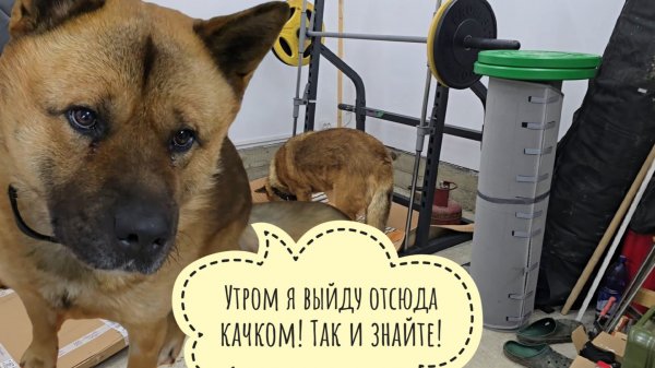 Закрыли Пса Кубика в гараже на ночь, теперь он страдает и тоскует