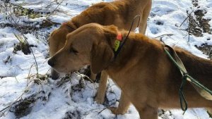 Охота с русскими гончими.Крайний зайчик 2025 года.