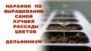 Марафон. Дельфиниум