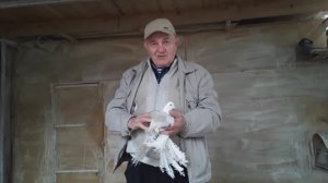 Северокавказский Бойные Голуби Николая Исаенко! Г Буденновск!