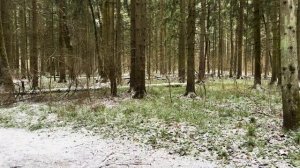 Видео из новогоднего леса . Жизнь прекрасна. Делюсь секретами счастливой жизни.