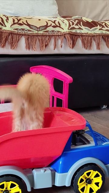 Котенок управляет детским самосвалом.
