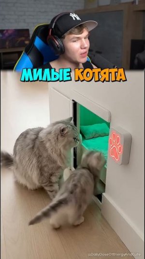 Кот Помог КОТЁНКУ Зайти в Комнату!🐱✨ #shorts #шортс #животные #котенок #милота #юмор #мем #прикол