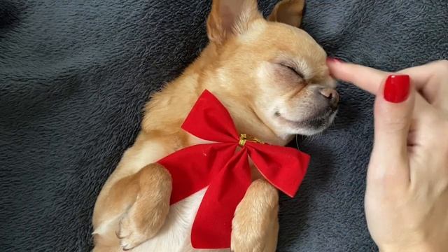 ASMR too many mouth sounds 💋 смотреть онлайн