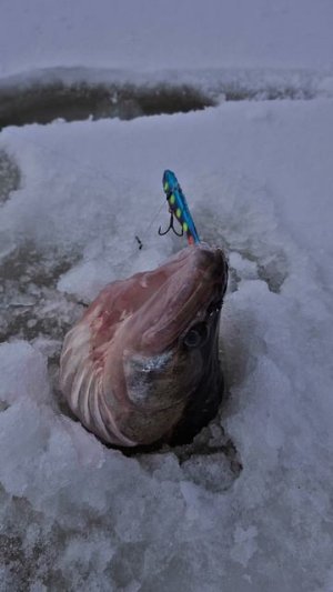 Я не поверил когда увидел этого Судака один за другим рыбалка зимой