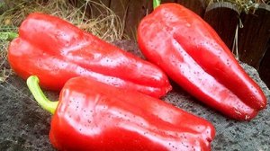 Самые урожайные и вкусные ПЕРЦЫ!!! Обзор семян!