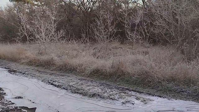 Прогулка по лесу морозным утром как медитация смотреть онлайн