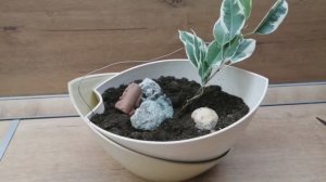 Создаю бонсай из фикусов! 🌿