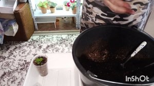 первая пикировка сеянцев глоксиний! 😍как это делаю я 😊приятного просмотра 😍