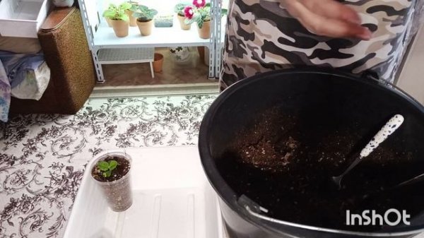 первая пикировка сеянцев глоксиний! 😍как это делаю я 😊приятного просмотра 😍