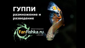 ГУППИ размножение, разведение и роды этих рыбок видео-обзор