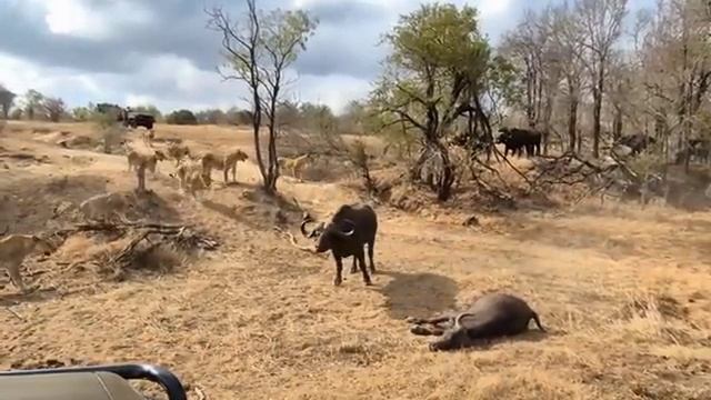 Охота 8. смотреть онлайн