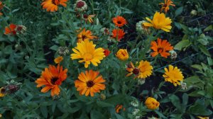 Семена однолетников