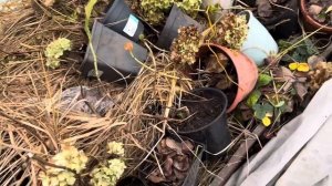 Моя дача в декабре. Теплица как хранилище для цветов .Какие цветы будут зимовать в теплице саженцы