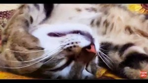 У Марселя наступила райская жизнь, Люська обходит его ДЕСЯТОЙ ДОРОГОЙ)