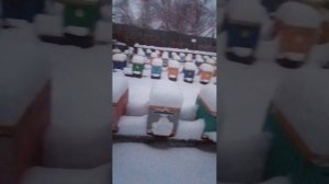 Пчёлы снова в КЛУБ!