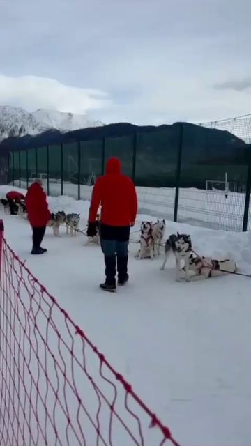 Упряжки, нарты - выбирай! Прокатиться не побоишься? смотреть онлайн