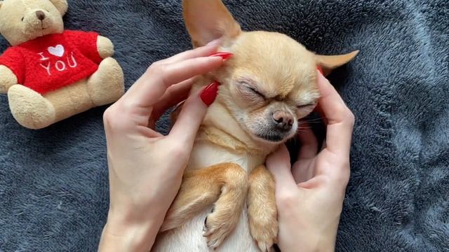 ASMR 🐶 Spa day for Popito смотреть онлайн
