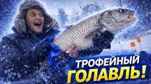 УДАЧА УЛЫБНУЛАСЬ! Трофейный голавль после двух дней на жерлицах