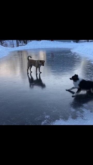 #собаканальду #собачьи_приключения #собачья_радость #собачья_жизнь #друзья_четвероногие #собаки_в_г
