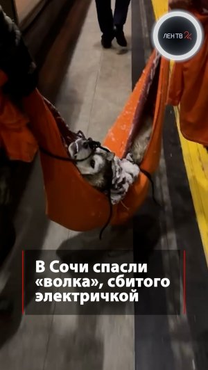 В Сочи спасли «волка», сбитого электричкой