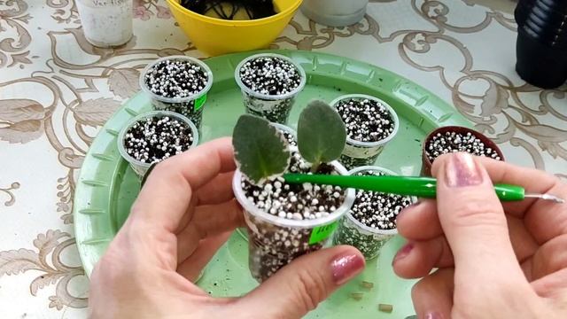 Фиалки с листика. Правильно укоренить лист фиалки - самое главное в одном месте. смотреть онлайн