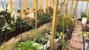 Грядки не копаю и не пропалываю более пяти лет . Урожай достойный. Делюсь опытом.