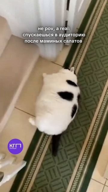 Спускаешься в аудиторию после маминых салатов  😅