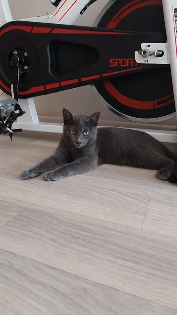 Устал крутить педали 😸