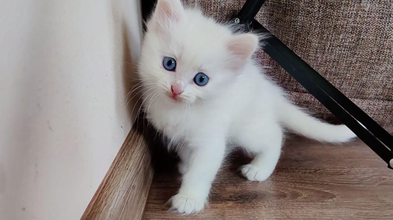 Мама-кошка и старший котенок наблюдают за игрой котенка Микки.