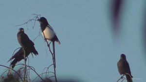 Птицы за окном