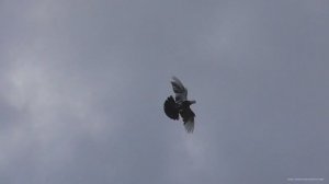 Чиль на посадке