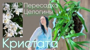 Цветонос?! Целогина кристата- первый опыт