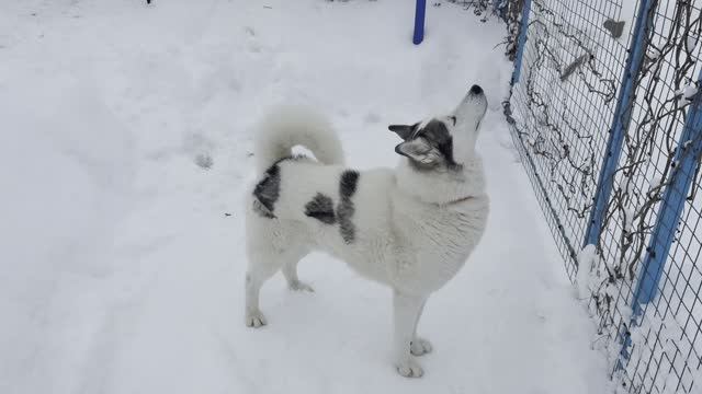 ЗИМНИЕ КАНИКУЛЫ ЗАВЕРШИЛИСЬ / ПРИСТУПАЕМ К РАБОТЕ смотреть онлайн