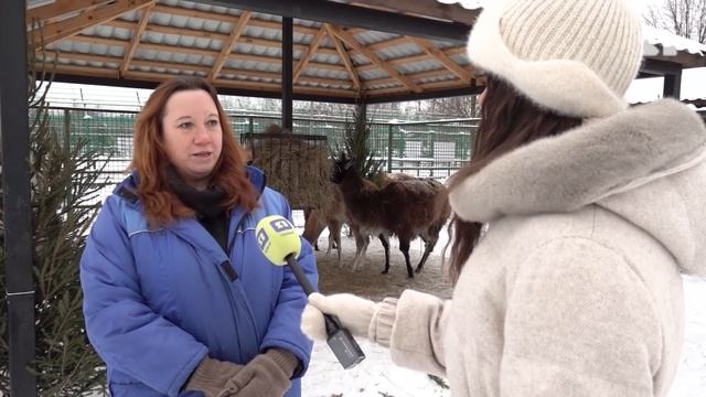 В Ярославском зоопарке стартовала акция «Подари ёлку зоопарку» смотреть онлайн