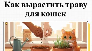 Как вырастить траву для кошек в домашних условиях