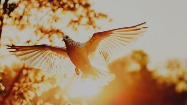 Голос надежды