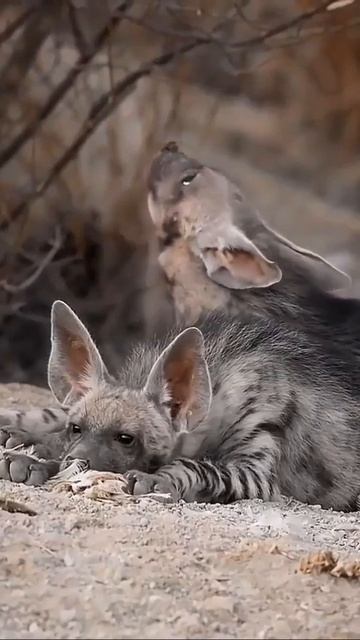 Гиены смотреть онлайн