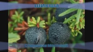 Шикша
